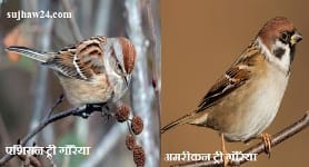 gauraiyaa diwas : गौरैया दिवस की पूरी जानकारी देखे यहाँ 2 यूरेशियन गौरैया और अमेरिकन गौरैया