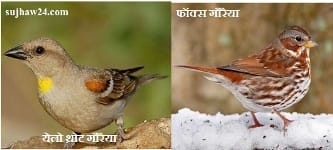 gauraiyaa diwas : गौरैया दिवस की पूरी जानकारी देखे यहाँ 3 येलो थ्रोट गौरैया और फॉक्स गौरैया