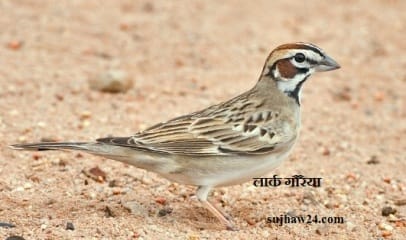 gauraiyaa diwas : गौरैया दिवस की पूरी जानकारी देखे यहाँ 4 लार्क गौरैया (larc sparrow)