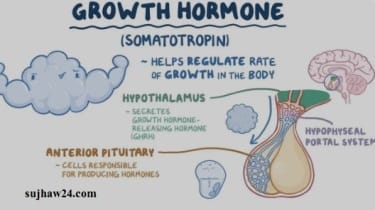 what are hormones : हार्मोन्स रात को क्या-क्या करते है जानिए सही जानकरी 2 ग्रोथ Hormones