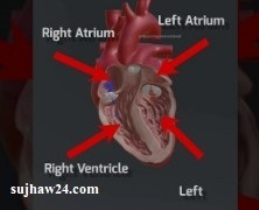 Aorta या महाधमनी