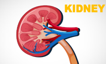 kidney , about kidney, kidney disease, kidney images