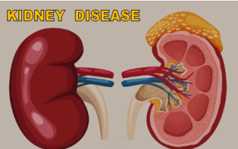 किडनी, किडनी बीमारी , किडनी के बारे में ,kidney , about kidney, kidney disease, kidney images