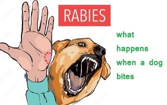 what happens when a dog bites