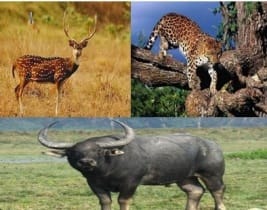 About Indravati National Park : इन्द्रावती राष्ट्रिय उद्यान के बारे में पूरी जानकरी 2 इंद्रावती राष्ट्रिय उद्यान के जीव जंतु