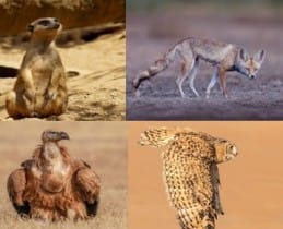 Desert National Park : डैजर्ट राष्ट्रिय उद्यान के बारे में पूरी जानकारी देखे यहाँ 2 कौन कौन से प्राणी पाए जाते है