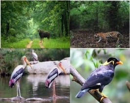 Sitanadi Wildlife Sanctuary : क्या आप जानते है सीतानदी वन्यजीव अभ्यारन्य के बारे में 2 सीतानदी वन्यजीव अभ्यारण्य के पशु पक्षी